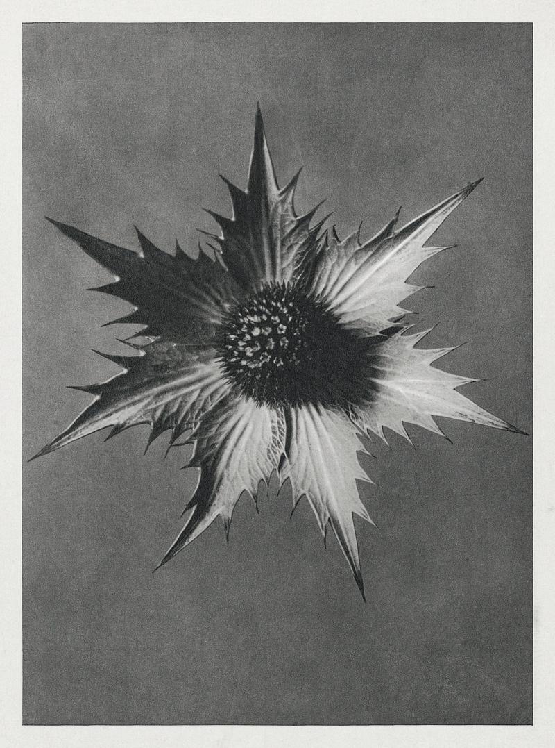 Karl Blossfeldt Macrophotography Eryngium Giganteum (Miss Willmott's Ghost) enlarged 4 times from Urformen der Kunst (1928) by Karl Blossfeldt. Original from…