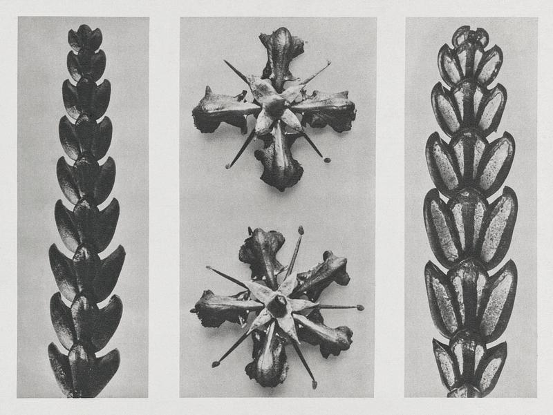 Karl Blossfeldt Macrophotography Thujopsis dolabrata enlarged 10 times, Ruta graveolens (Common Rue) enlarged 8 times, and
Thujopsis Dolabrata enlarged 10…
