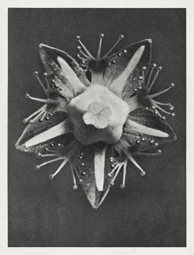 Karl Blossfeldt Macrophotography Parnassia palustris (Marsh Grass of Parnassus) enlarged 25 times from Urformen der Kunst (1928) by Karl Blossfeldt. Original…