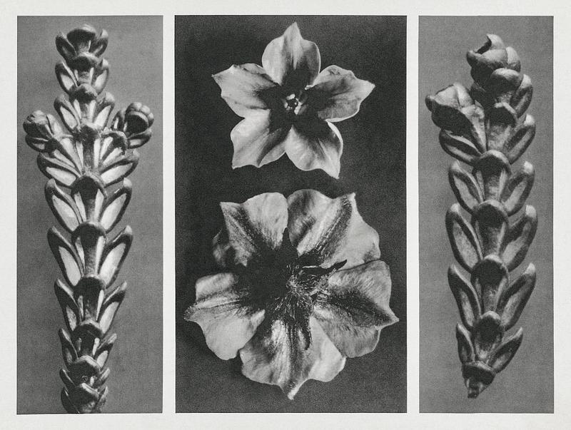Karl Blossfeldt Macrophotography Thujopsis dolabrata enlarged 10 times,
Solanum tuberosum (Potato) enlarged 5 times, and
Thujopsis dolabrata enlarged 10 times…