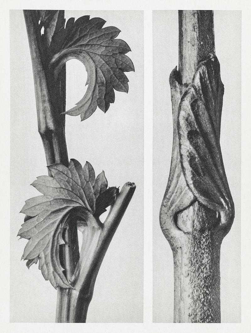 Karl Blossfeldt Macrophotography Sanguisorba Canadensis (Canadian burnet) enlarged 8 times and Vincetoxicum Fuscatum (Brown–Flowered Swallow Wort)…