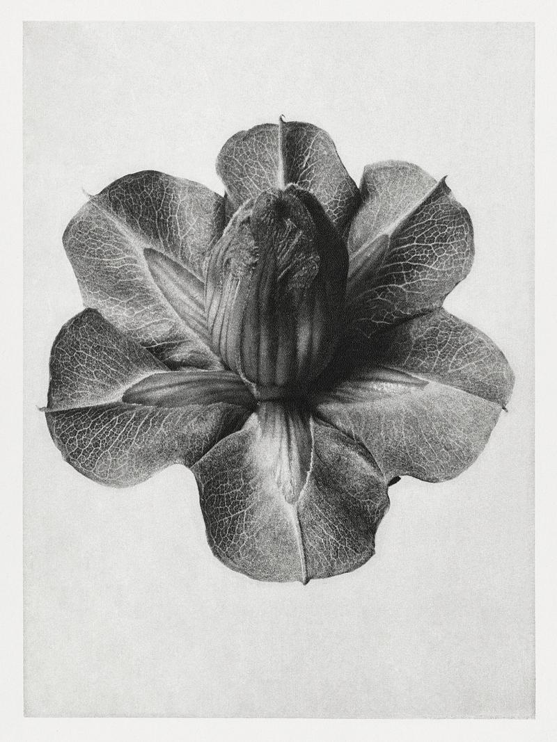 Vintage Mexican Iv photograph Cobaea Scandens (Cup and Saucer Vine) enlarged 4 times from Urformen der Kunst (1928) by Karl Blossfeldt. Original from The…