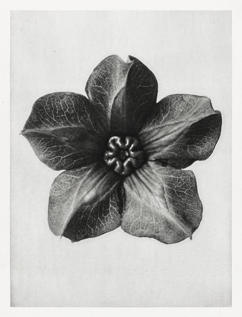 Vintage Mexican Iv photograph Cobea scandens (Mexican Ivy) calyx enlarged 4 times from Urformen der Kunst (1928) by Karl Blossfeldt. Original from The…
