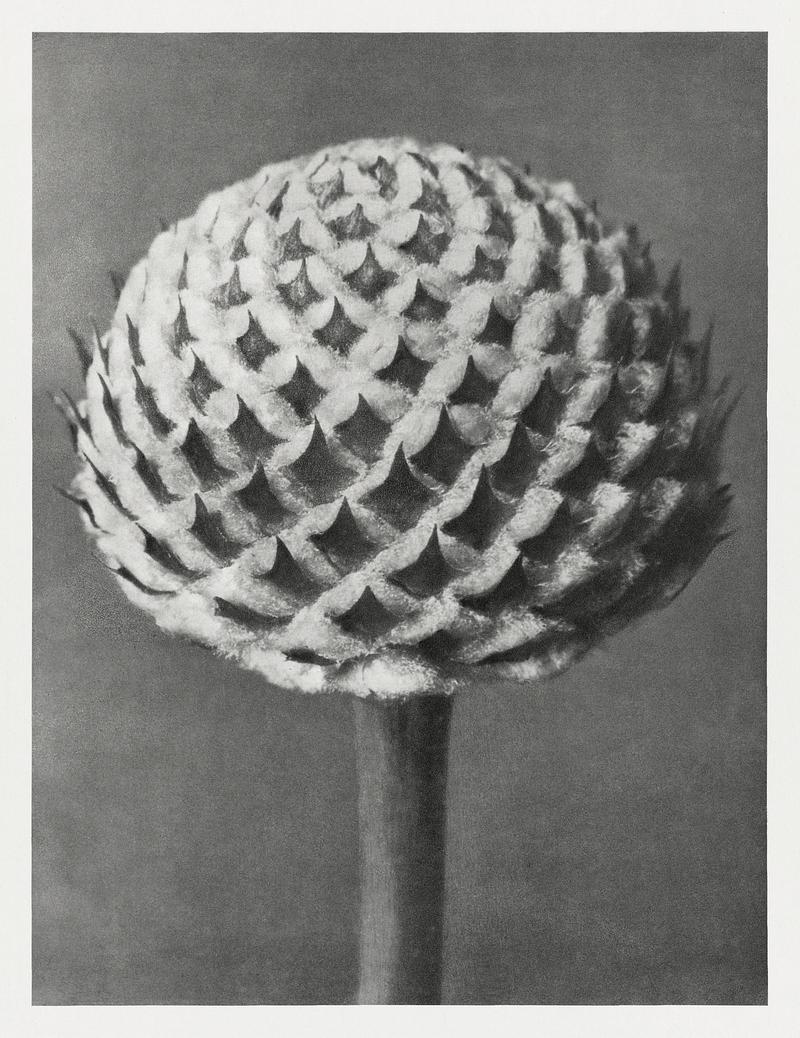 Karl Blossfeldt Macrophotography Cephalaria (Small Teasel) enlarged 10 times from Urformen der Kunst (1928) by Karl Blossfeldt. Original from The Rijksmuseum.…