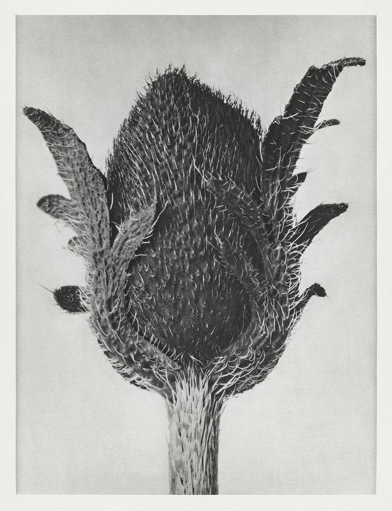 Karl Blossfeldt Macrophotography Papaver orientale (Oriental Poppy) enlarged 5 times from Urformen der Kunst (1928) by Karl Blossfeldt. Original from The…