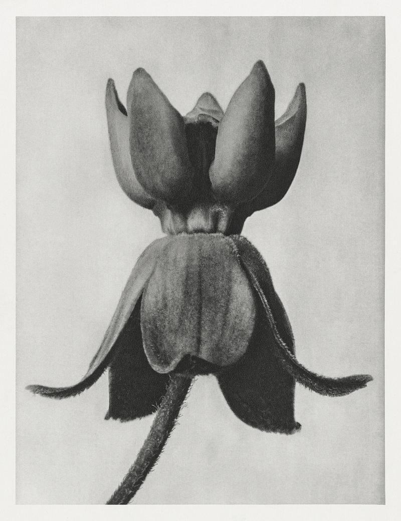 Karl Blossfeldt Macrophotography Asclepias syriaca (Common Milkweed) enlarged 18 times from Urformen der Kunst (1928) by Karl Blossfeldt. Original from The…