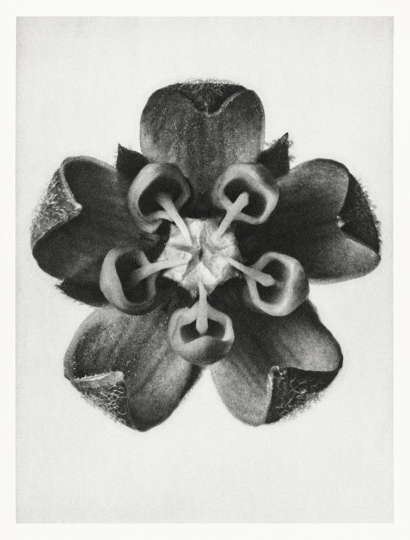 Karl Blossfeldt Macrophotography Asclepias Syriaca (Common Milkweed) enlarged 18 times from Urformen der Kunst (1928) by Karl Blossfeldt. Original from The…