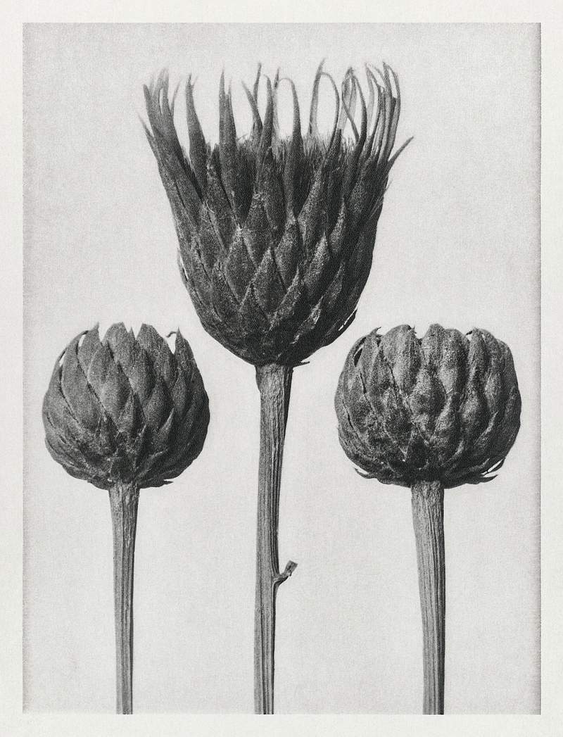 Serratula Nudicaulis (Bare–Stemmed Common Saw–Wort) enlarged 5 times from Urformen der Kunst (1928) by Karl…