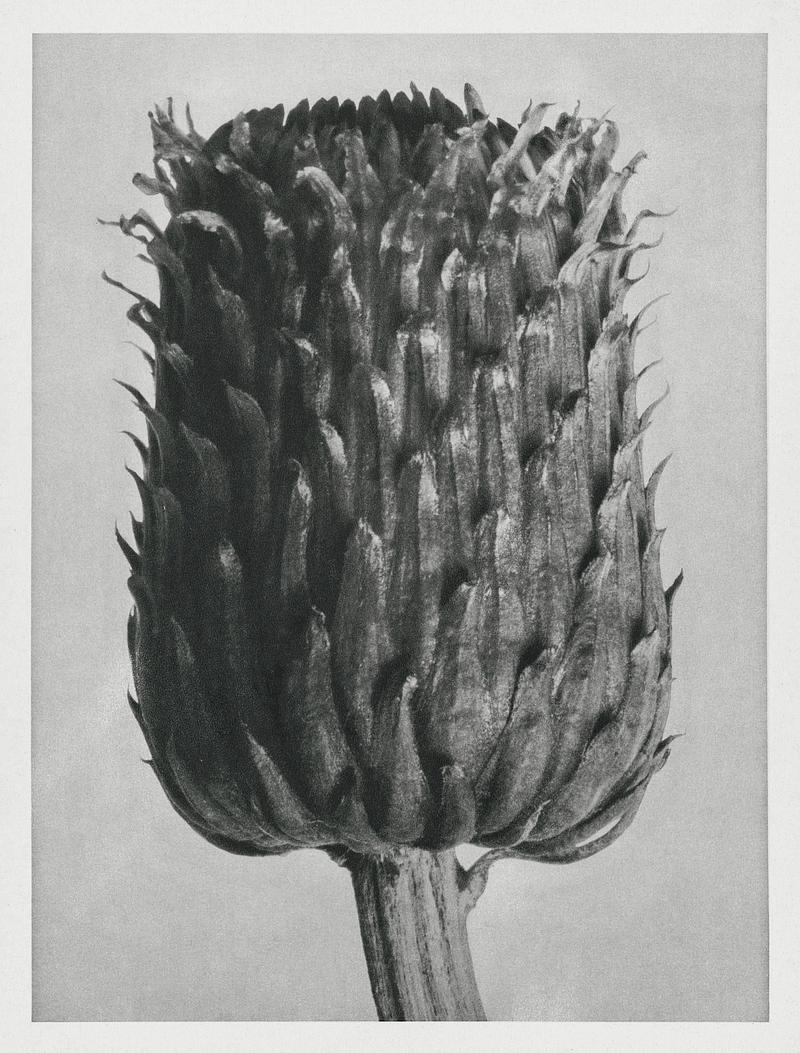 Karl Blossfeldt Macrophotography Cirsium Canum (Thistle) Flower Head enlarged 12 times from Urformen der Kunst (1928) by Karl Blossfeldt. Original from The…