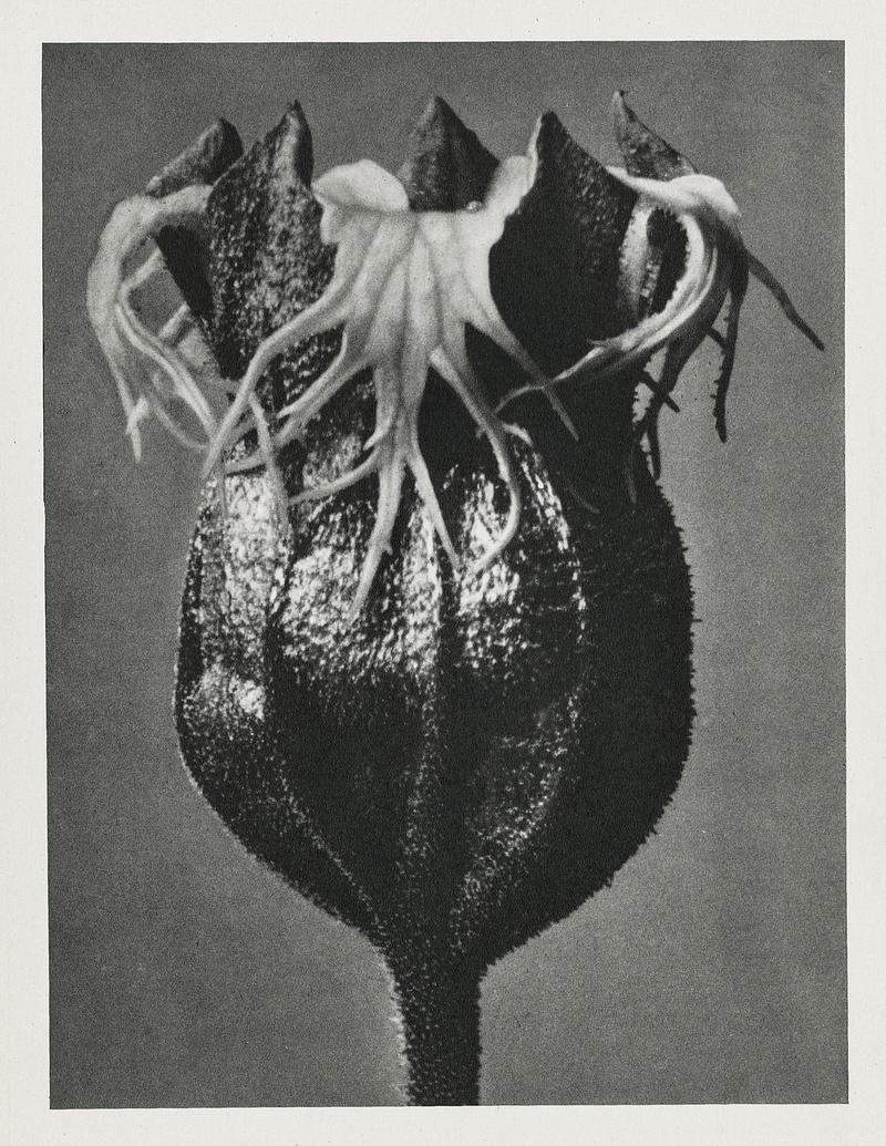 Karl Blossfeldt Macrophotography Tellima randiflora (Fringe Cups) enlarged 25 times from Urformen der Kunst (1928) by Karl Blossfeldt. Original from The…
