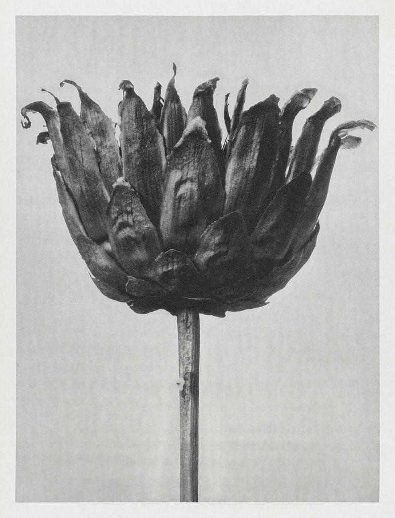 Karl Blossfeldt Macrophotography Centaurea Ruthenica (Star Thristle) enlarged 8 times from Urformen der Kunst (1928) by Karl Blossfeldt. Original from The…