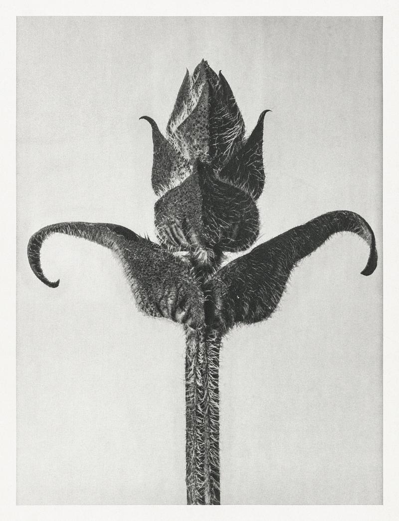 Karl Blossfeldt Macrophotography Brunella Grandiflora enlarged 8 times from Urformen der Kunst (1928) by Karl Blossfeldt. Original from The Rijksmuseum.…