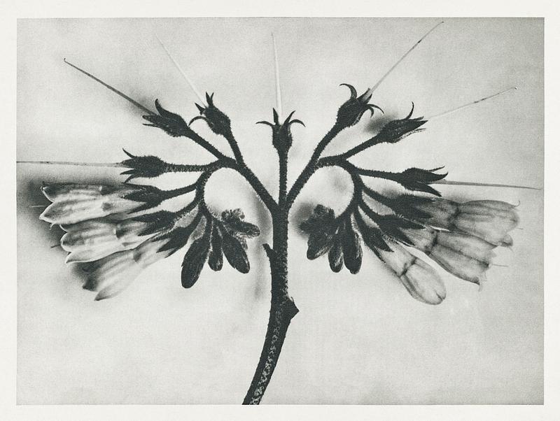 Karl Blossfeldt Macrophotography Symphytum officinale (Common Comfrey) enlarged 8 times from Urformen der Kunst (1928) by Karl Blossfeldt. Original from The…