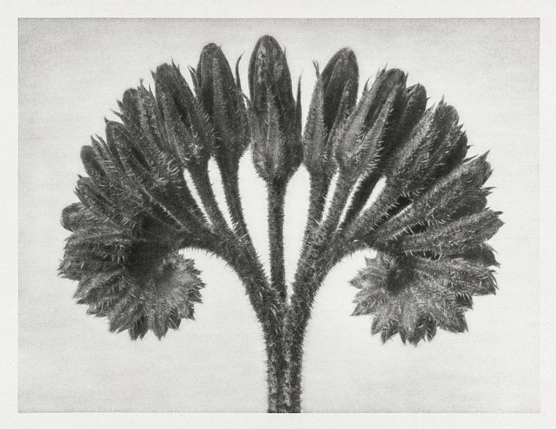 Karl Blossfeldt Macrophotography Symphytum Officinale (Common Comfrey) enlarged 8 times from Urformen der Kunst (1928) by Karl Blossfeldt. Original from The…