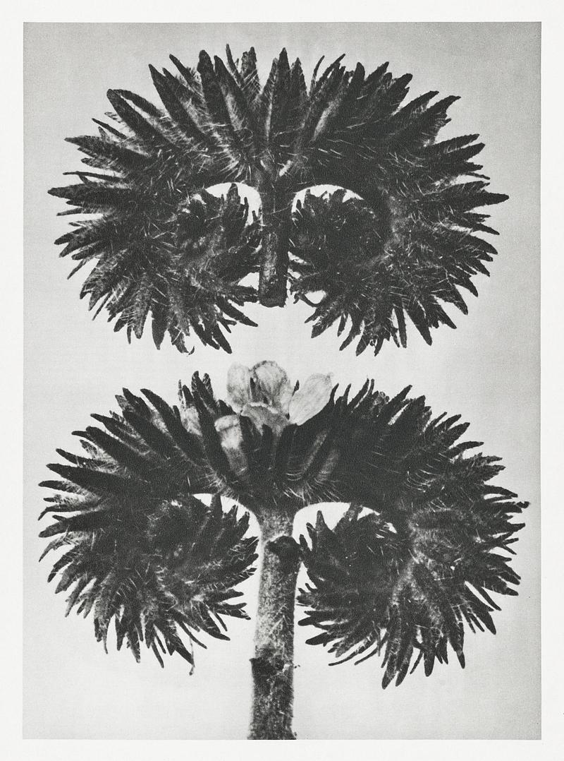 Karl Blossfeldt Macrophotography Phacelia Tanacetifolia (Lacy Phacelia) enlarged 12 times from Urformen der Kunst (1928) by Karl Blossfeldt. Original from The…