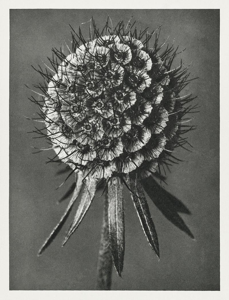 Karl Blossfeldt Macrophotography Phacelia Tanacetifolia (Lacy Phacelia) enlarged 12 times from Urformen der Kunst (1928) by Karl Blossfeldt. Original from The…