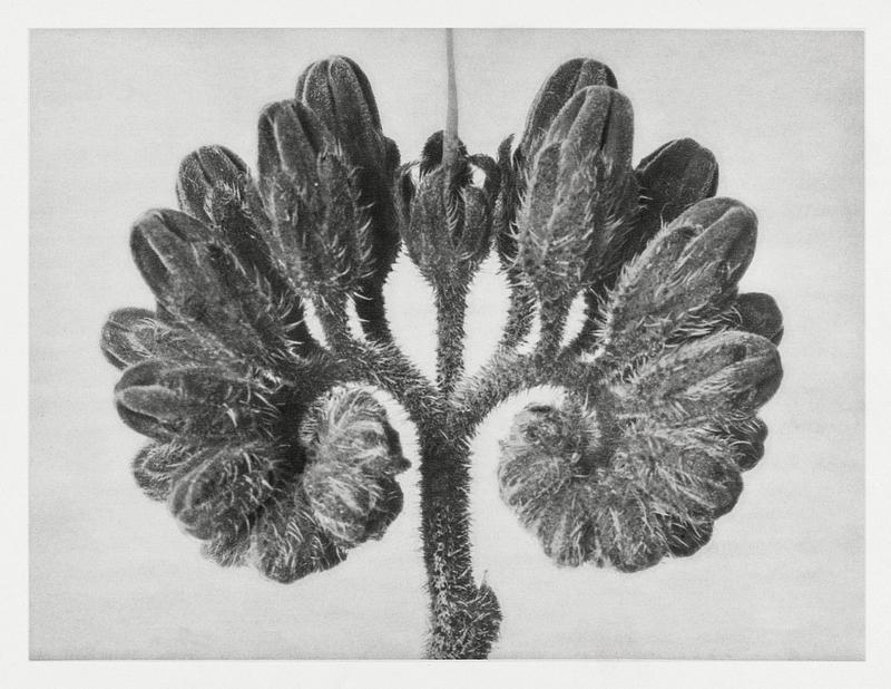 Karl Blossfeldt Macrophotography Symphytum Officinale (Common Comfrey) enlarged 8 times from Urformen der Kunst (1928) by Karl Blossfeldt. Original from The…