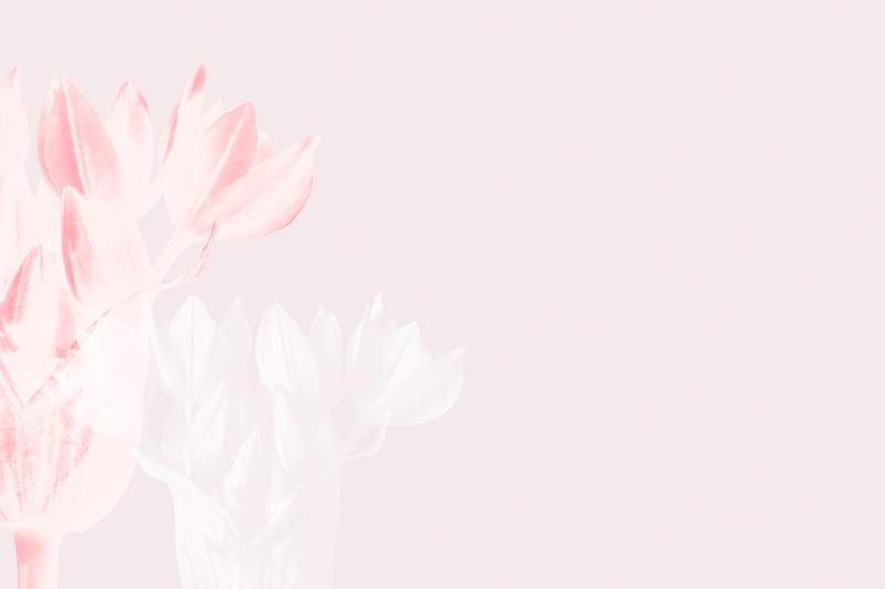 Pink floral background | Free PSD | High resolution mockup Allium Ostroroskianum (ornamental onion) enlarged 6 times on pale pink background