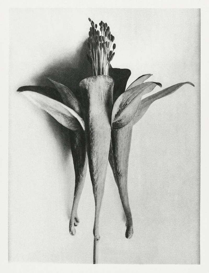 Karl Blossfeldt Macrophotography Aquilegia Chrysantha (Golden Columbine) enlarged 6 times from Urformen der Kunst (1928) by Karl Blossfeldt. Original from The…