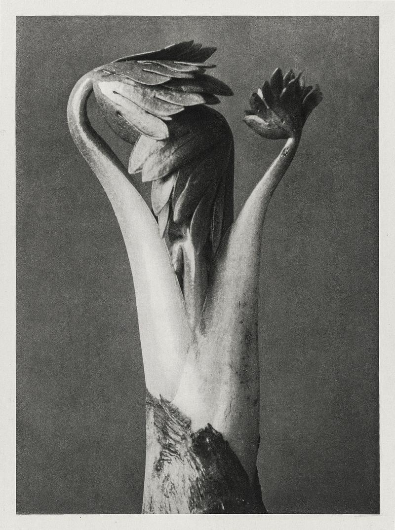 Karl Blossfeldt Macrophotography Aconitum (Aconite or Monk's Hood) enlarged 6 times from Urformen der Kunst (1928) by Karl Blossfeldt. Original from The…