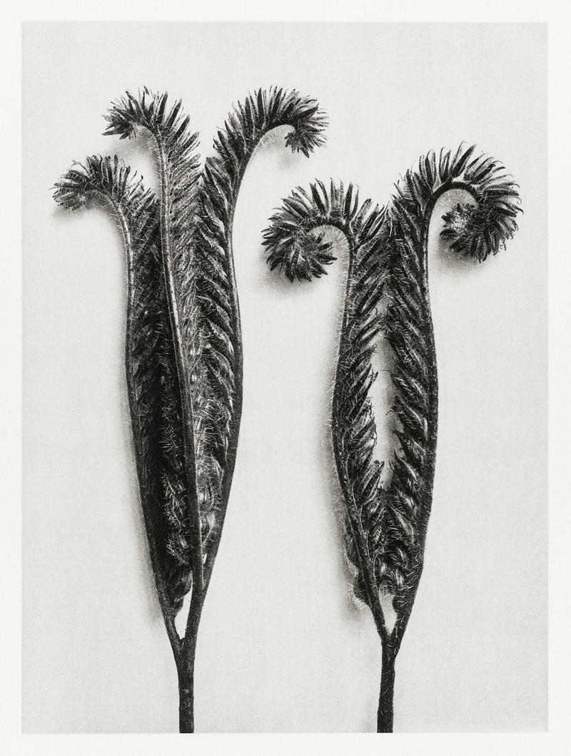 Karl Blossfeldt Macrophotography Phacelia Tanacetifolia (Lacy Phacelia) enlarged 4 times from Urformen der Kunst (1928) by Karl Blossfeldt. Original from The…