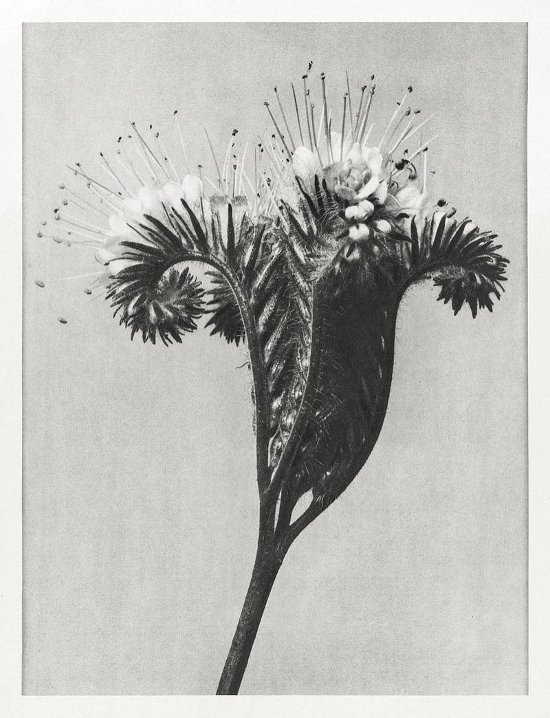 Karl Blossfeldt Macrophotography Phacelia tanacetifolia (Lacy Phacelia) enlarged 4 times from Urformen der Kunst (1928) by Karl Blossfeldt. Original from The…
