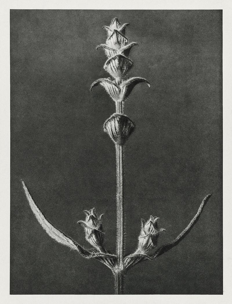 Karl Blossfeldt Macrophotography Salvia enlarged 5 times from Urformen der Kunst (1928) by Karl Blossfeldt. Original from The Rijksmuseum. Digitally enhanced…
