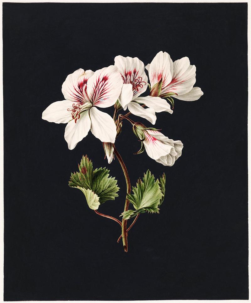 Pelargonium album bicolor by M. de Gijselaar(1830). Original from The Rijksmuseum. Digitally enhanced by rawpixel. Pelargonium album bicolor by M. de Gijselaar(1830). Original from The Rijksmuseum. Digitally enhanced by rawpixel.