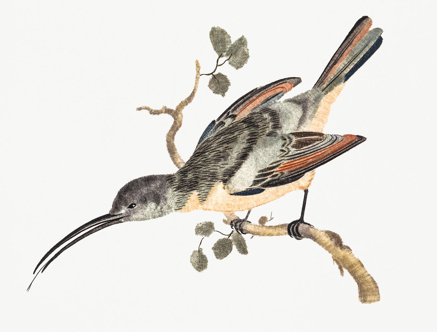 Hummingbird (1688-1698) by Johan Teyler (1648-1709). Original from Rijks Museum. Digitally enhanced by rawpixel. Hummingbird (1688-1698) by Johan Teyler (1648-1709). Original from Rijks Museum. Digitally enhanced by rawpixel.