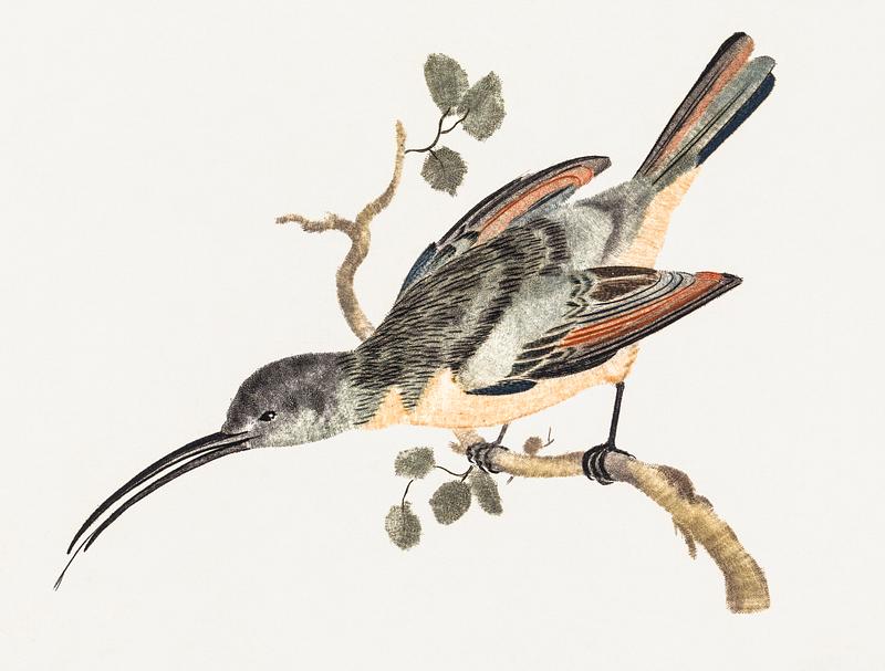 Hummingbird (1688-1698) by Johan Teyler (1648-1709). Original from The Rijksmuseum. Digitally enhanced by rawpixel. Hummingbird (1688-1698) by Johan Teyler (1648-1709). Original from The Rijksmuseum. Digitally enhanced by rawpixel.