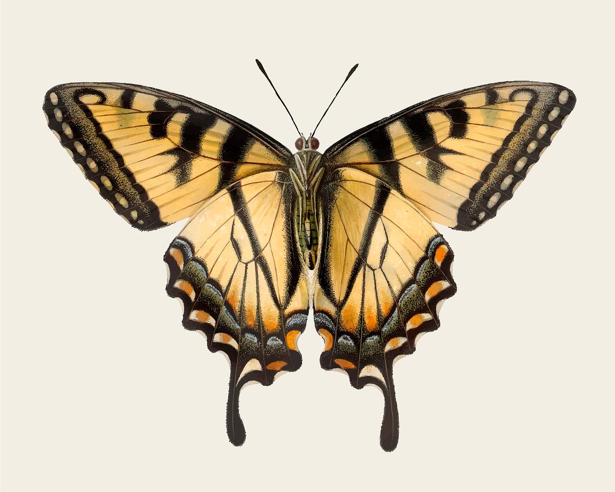 Download Vintage illustration of Butterfly | Free stock vector - 523621