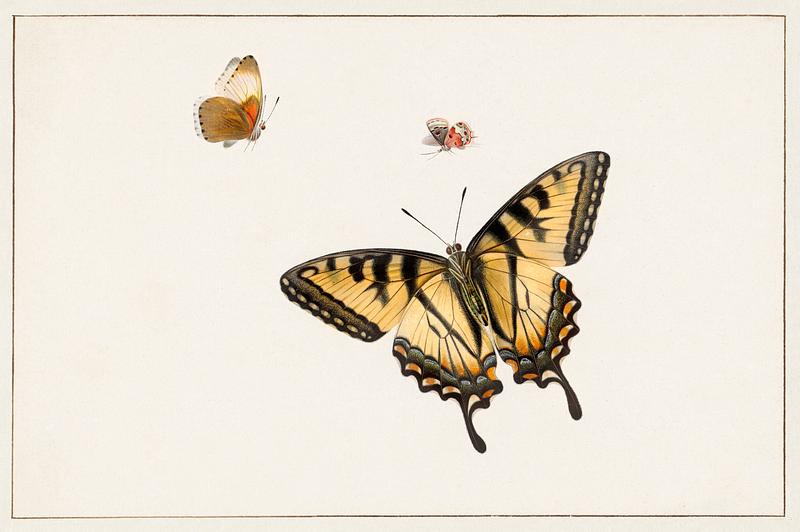 Three Butterflies by Herman Henstenburgh (c.1683-c.1726). Original from The Rijksmuseum. Digitally enhanced by rawpixel. Three Butterflies by Herman Henstenburgh (c.1683-c.1726). Original from The Rijksmuseum. Digitally enhanced by rawpixel.
