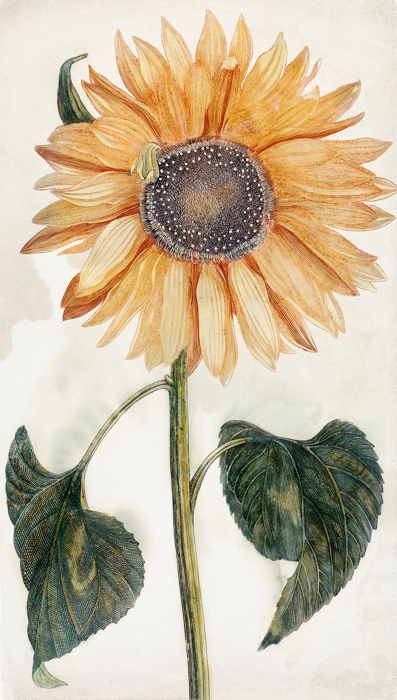 Sunflower (1688-1698) by Johan Teyler (1648-1709). Original from The Rijksmuseum. Digitally enhanced by rawpixel. Sunflower (1688-1698) by Johan Teyler (1648-1709). Original from The Rijksmuseum. Digitally enhanced by rawpixel.