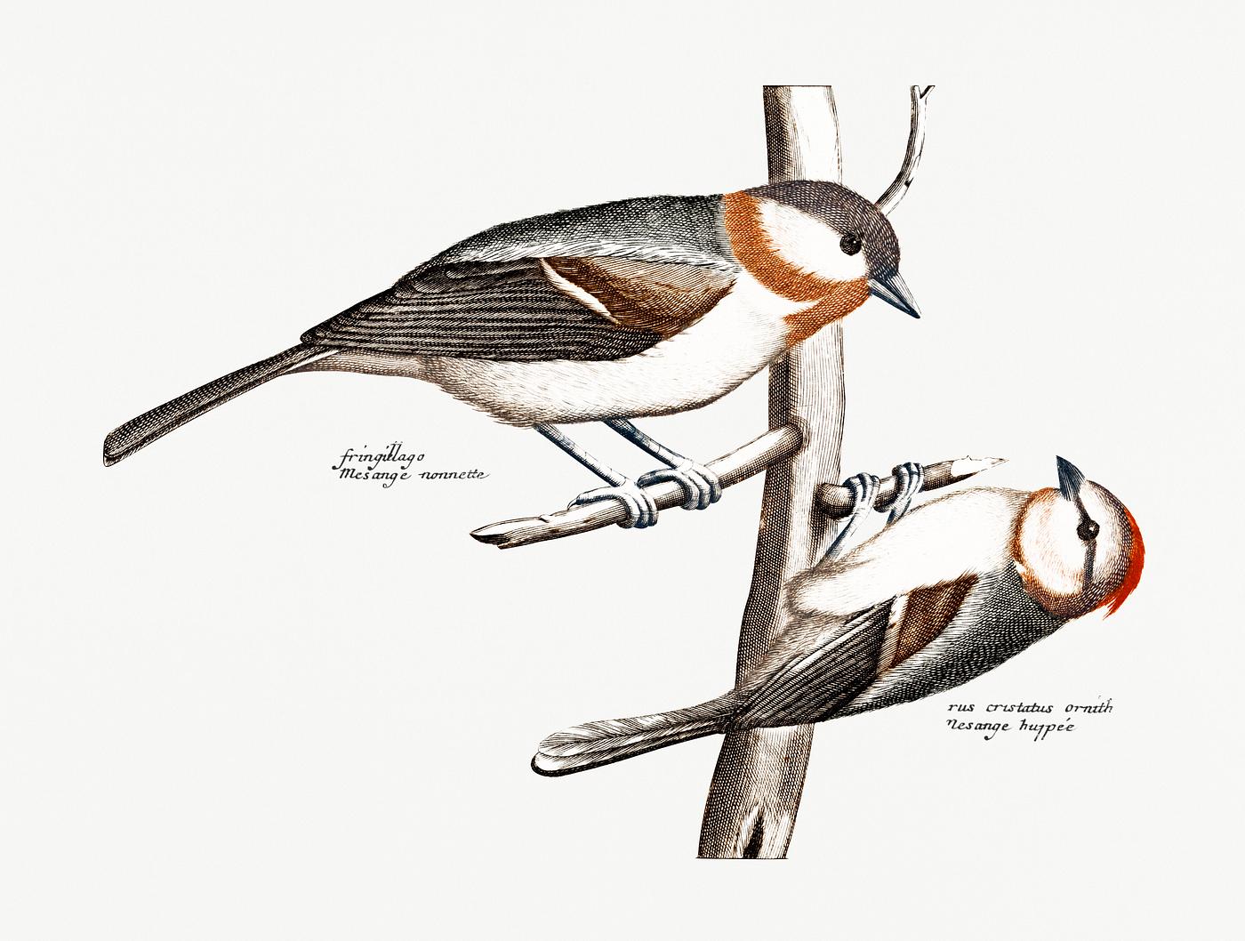 Glanskop and Crested Tit (1688-1698) by Johan Teyler (1648 -1709). Original from Rijks Museum. Digitally enhanced by... Glanskop and Crested Tit (1688-1698) by Johan Teyler (1648 -1709). Original from Rijks Museum. Digitally enhanced by...
