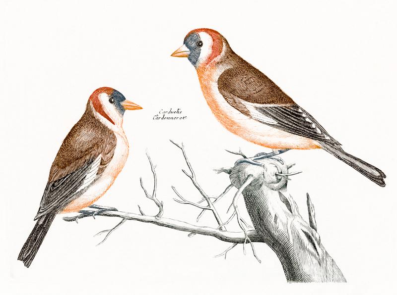 Goldfinches (1688-1698) by Johan Teyler(1648-1709). Original from The Rijksmuseum. Digitally enhanced by rawpixel. Goldfinches (1688-1698) by Johan Teyler(1648-1709). Original from The Rijksmuseum. Digitally enhanced by rawpixel.