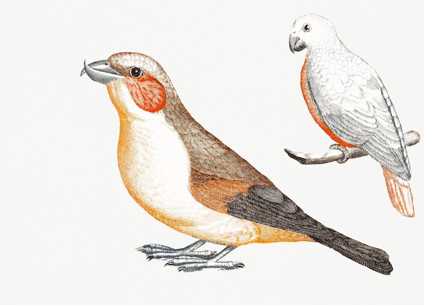 Crossbill and a white bird (1688-1698) by Johan Teyler (1648-1709). Original from Rijks Museum. Digitally enhanced by... Crossbill and a white bird (1688-1698) by Johan Teyler (1648-1709). Original from Rijks Museum. Digitally enhanced by...