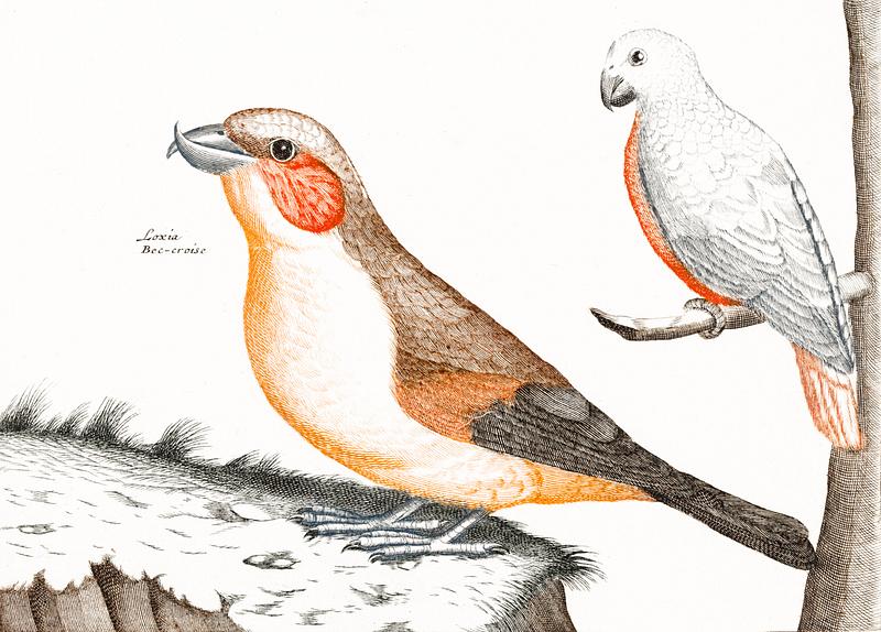 Crossbill and a white bird (1688-1698) by Johan Teyler (1648-1709). Original from The Rijksmuseum. Digitally enhanced by rawpixel. Crossbill and a white bird (1688-1698) by Johan Teyler (1648-1709). Original from The Rijksmuseum. Digitally enhanced by…
