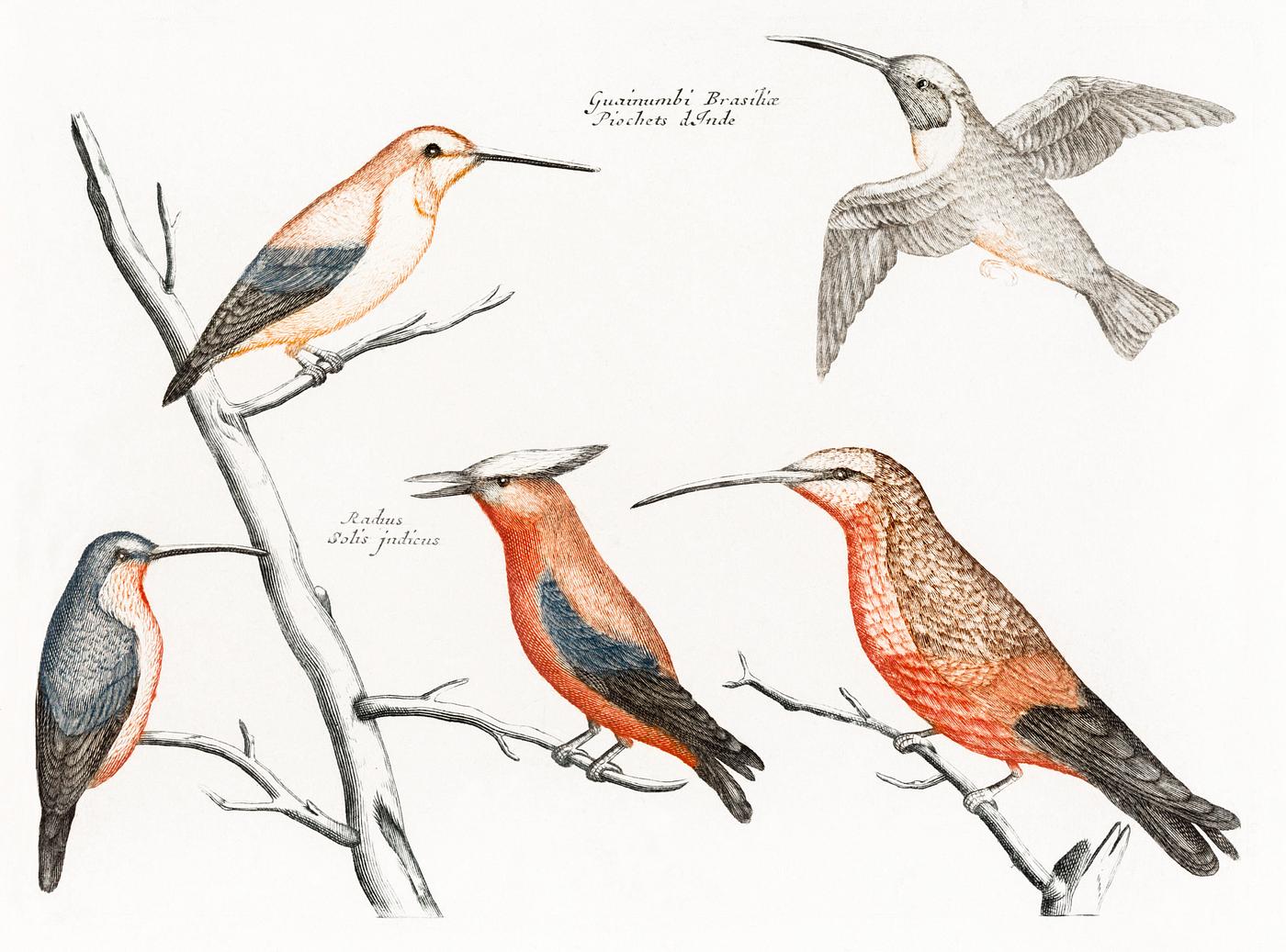 Five hummingbirds (1688-1698) by Johan Teyler (1648-1709). Original from The Rijksmuseum. Digitally enhanced by rawpixel. Five hummingbirds (1688-1698) by Johan Teyler (1648-1709). Original from The Rijksmuseum. Digitally enhanced by rawpixel.