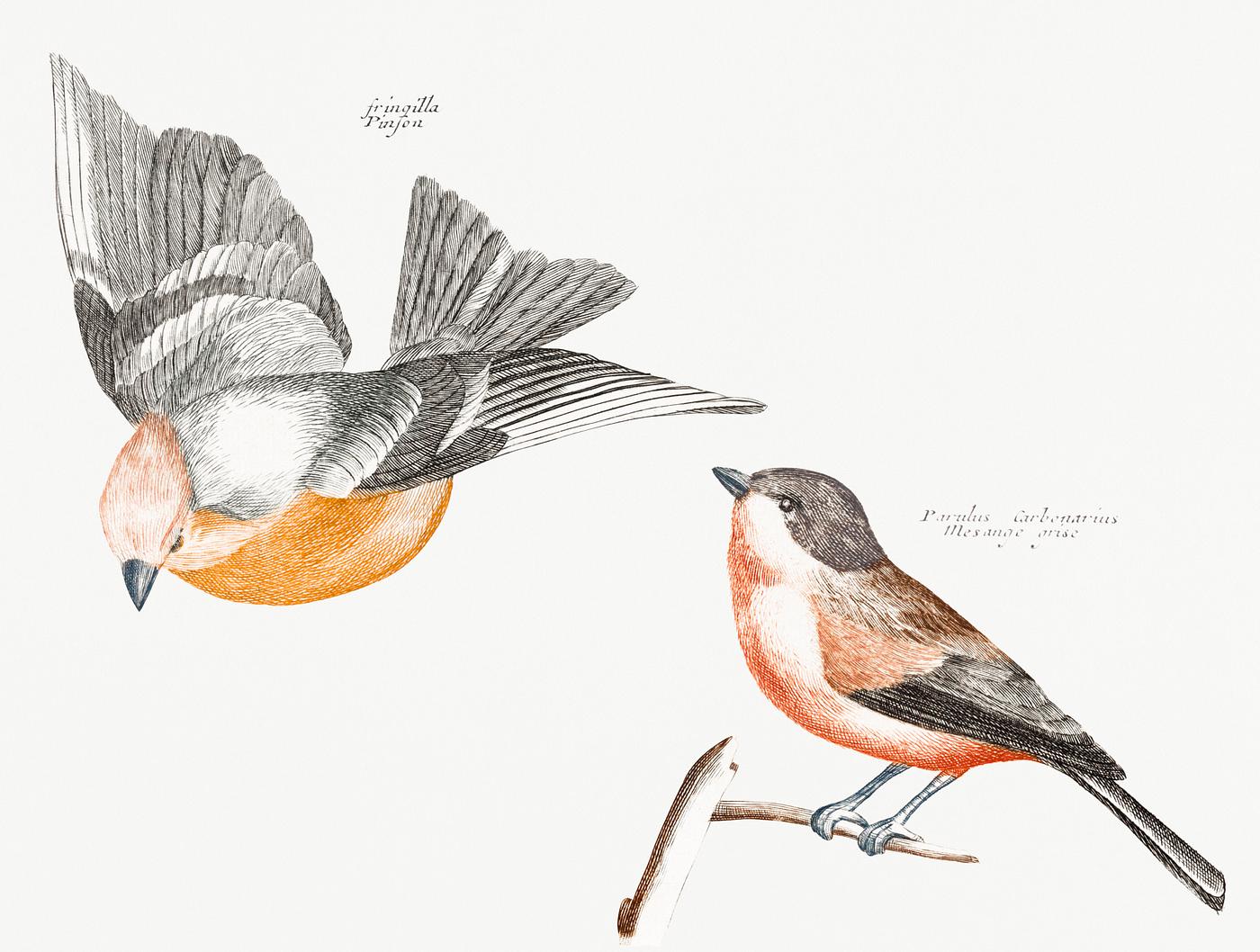 Finch and a Gray Flank Tit (1688-1698) by Johan Teyler (1648-1709). Original from Rijks Museum. Digitally enhanced by... Finch and a Gray Flank Tit (1688-1698) by Johan Teyler (1648-1709). Original from Rijks Museum. Digitally enhanced by...
