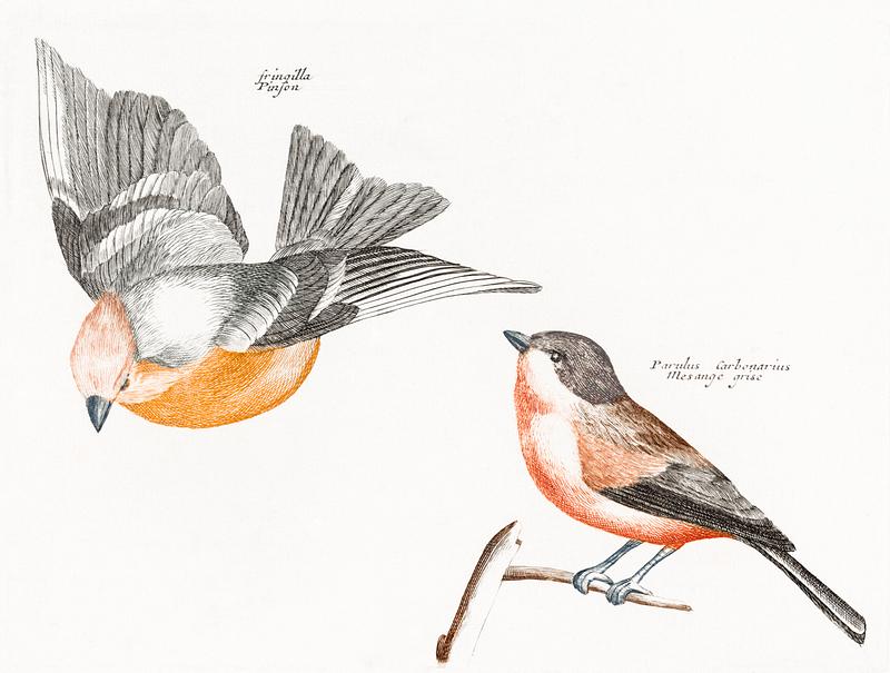 Finch and a Gray Flank Tit (1688-1698) by Johan Teyler (1648-1709). Original from The Rijksmuseum. Digitally enhanced by rawpixel. Finch and a Gray Flank Tit (1688-1698) by Johan Teyler (1648-1709). Original from The Rijksmuseum. Digitally enhanced by…