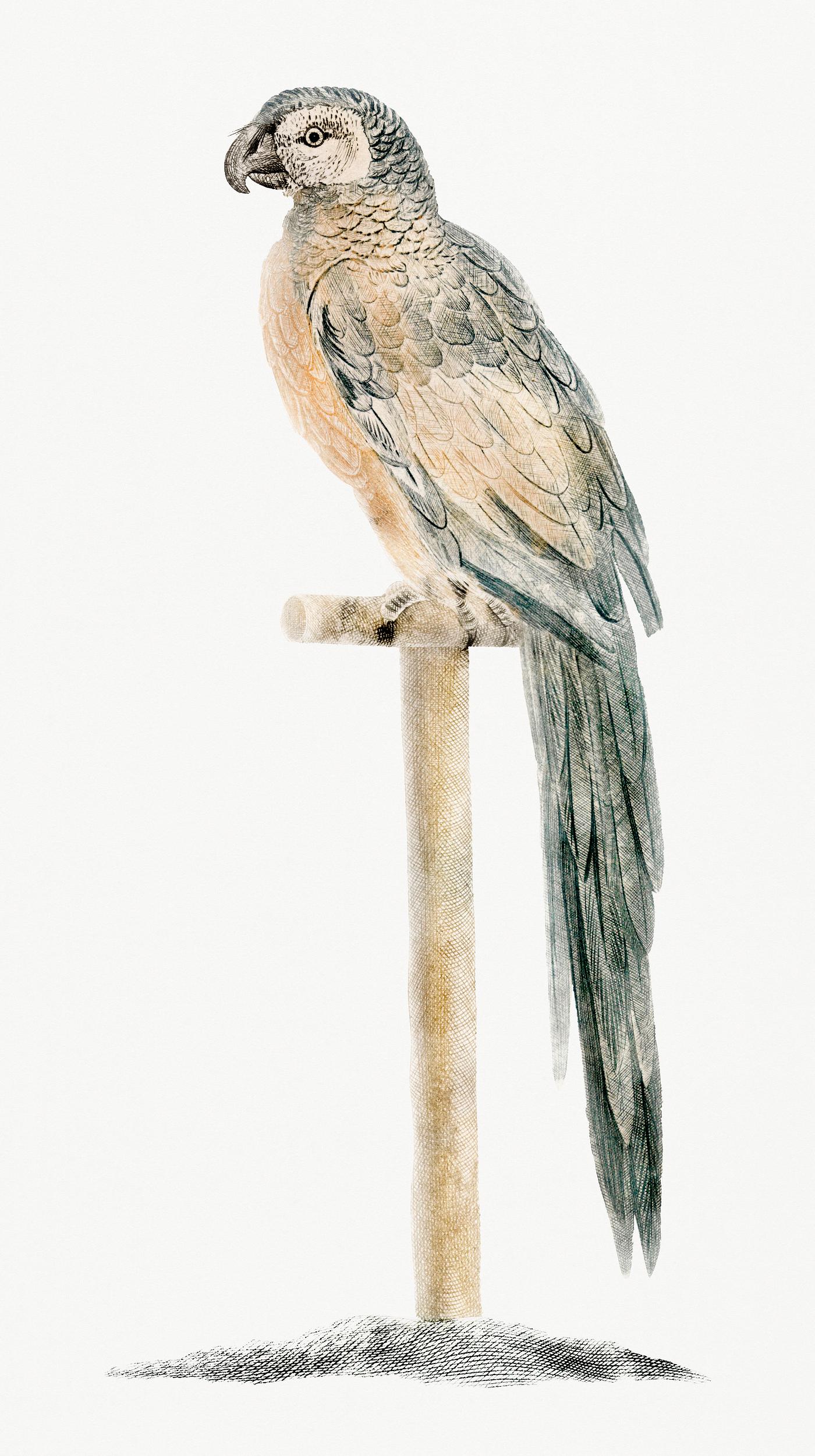 Parrot on a stick (1688-1698) by Johan Teyler (1648-1709). Original from Rijks Museum. Digitally enhanced by rawpixel. Parrot on a stick (1688-1698) by Johan Teyler (1648-1709). Original from Rijks Museum. Digitally enhanced by rawpixel.
