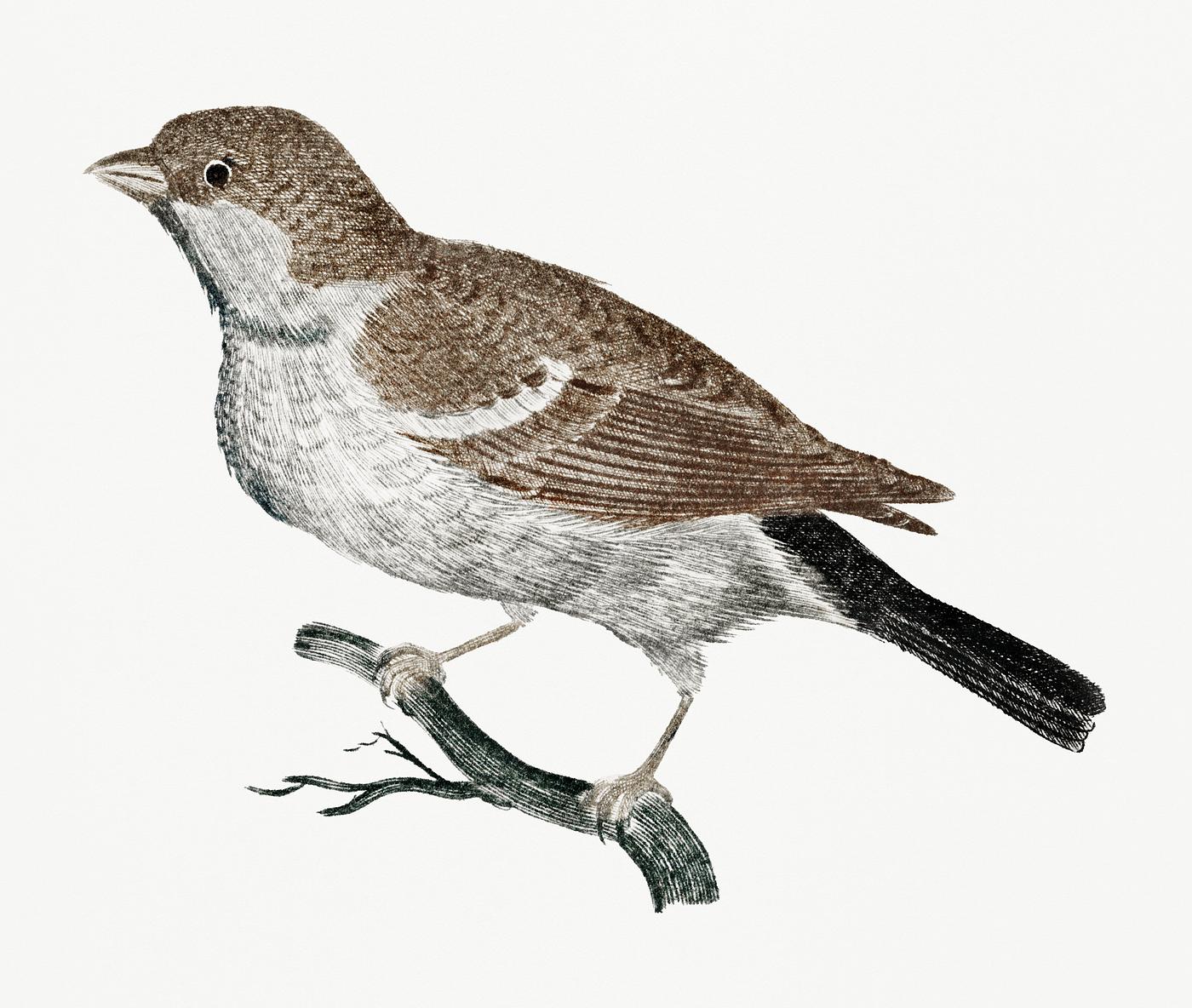Sparrow on a Branch (1688-1698) by Johan Teyler (1648-1709). Original from Rijks Museum. Digitally enhanced by rawpixel. Sparrow on a Branch (1688-1698) by Johan Teyler (1648-1709). Original from Rijks Museum. Digitally enhanced by rawpixel.