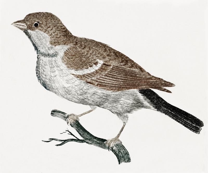 Sparrow on a Branch (1688-1698) by Johan Teyler (1648-1709). Original from The Rijksmuseum. Digitally enhanced by rawpixel. Sparrow on a Branch (1688-1698) by Johan Teyler (1648-1709). Original from The Rijksmuseum. Digitally enhanced by rawpixel.