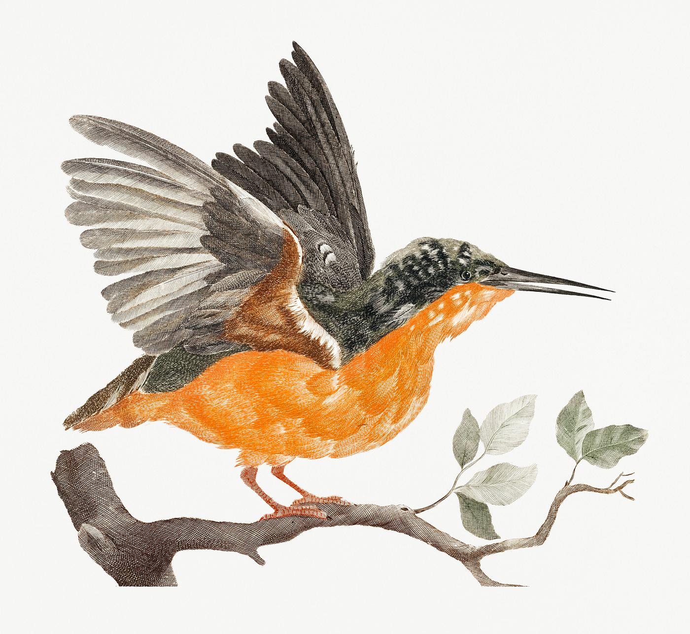 Kingfisher (1688-1698) by Johan Teyler (1648-1709). Original from Rijks Museum. Digitally enhanced by rawpixel. Kingfisher (1688-1698) by Johan Teyler (1648-1709). Original from Rijks Museum. Digitally enhanced by rawpixel.