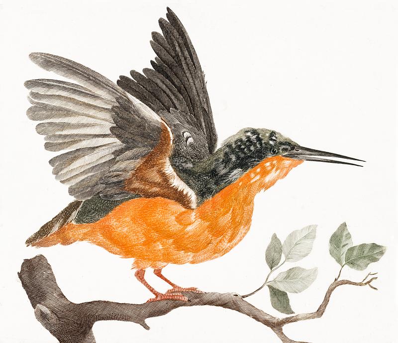 Kingfisher (1688-1698) by Johan Teyler (1648-1709). Original from The Rijksmuseum. Digitally enhanced by rawpixel. Kingfisher (1688-1698) by Johan Teyler (1648-1709). Original from The Rijksmuseum. Digitally enhanced by rawpixel.
