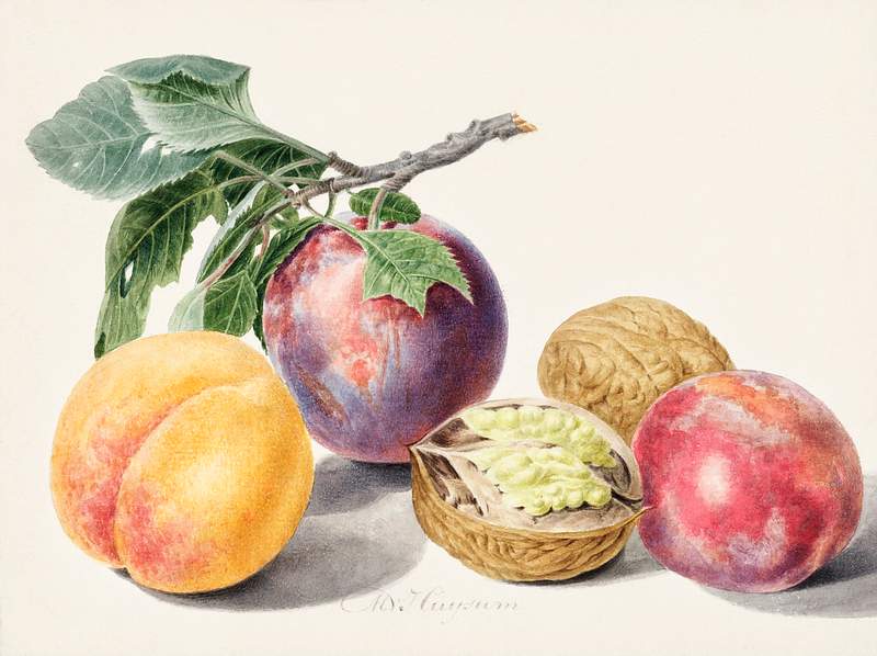 Fruits by Michiel van Huysum (1714-1760). Original from The Rijksmuseum. Digitally enhanced by rawpixel. Fruits by Michiel van Huysum (1714-1760). Original from The Rijksmuseum. Digitally enhanced by rawpixel.