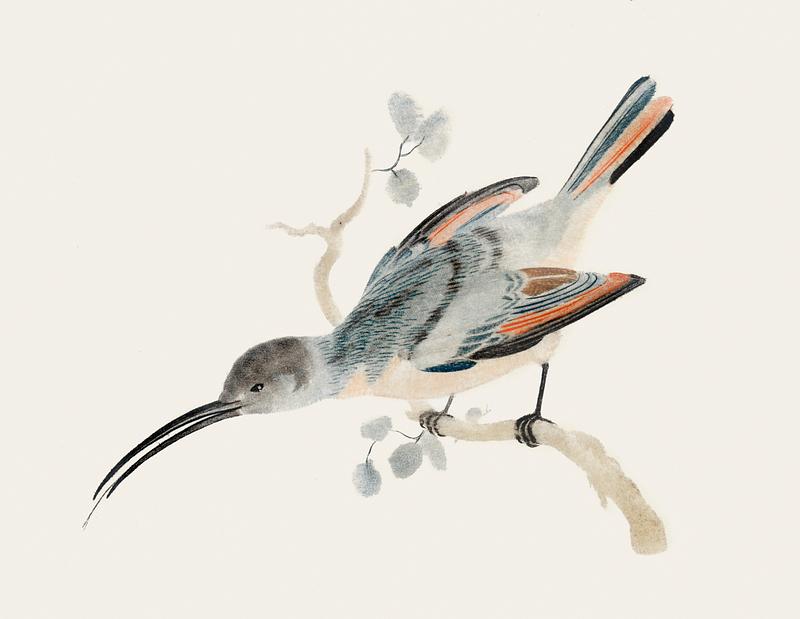 Hummingbird (1688-1698) by Johan Teyler (1648-1709). Original from The Rijksmuseum. Digitally enhanced by rawpixel. Hummingbird (1688-1698) by Johan Teyler (1648-1709). Original from The Rijksmuseum. Digitally enhanced by rawpixel.