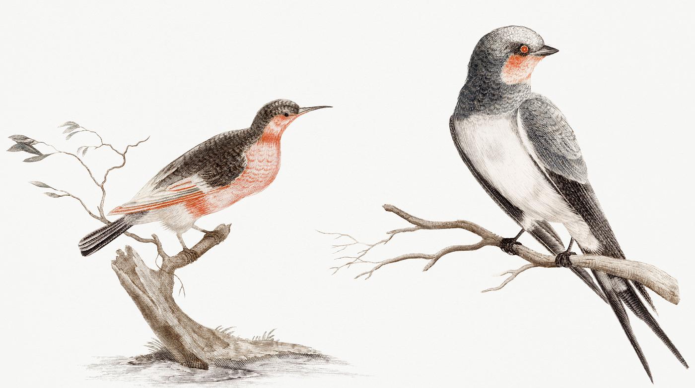 Bee eater and a Songbird by Johan Teyler (1648-1709.) Original from Rijks Museum. Digitally enhanced by rawpixel. Bee eater and a Songbird by Johan Teyler (1648-1709.) Original from Rijks Museum. Digitally enhanced by rawpixel.