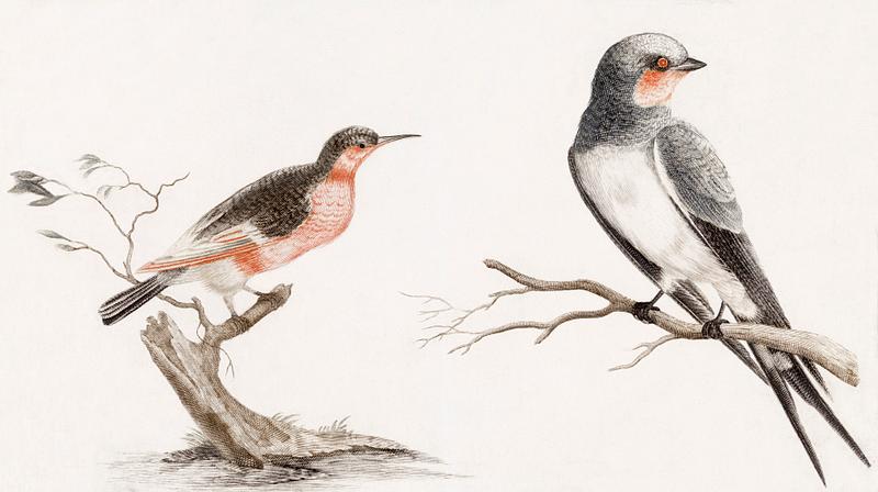Bee eater and a Songbird by Johan Teyler (1648-1709.) Original from The Rijksmuseum. Digitally enhanced by rawpixel. Bee eater and a Songbird by Johan Teyler (1648-1709.) Original from The Rijksmuseum. Digitally enhanced by rawpixel.