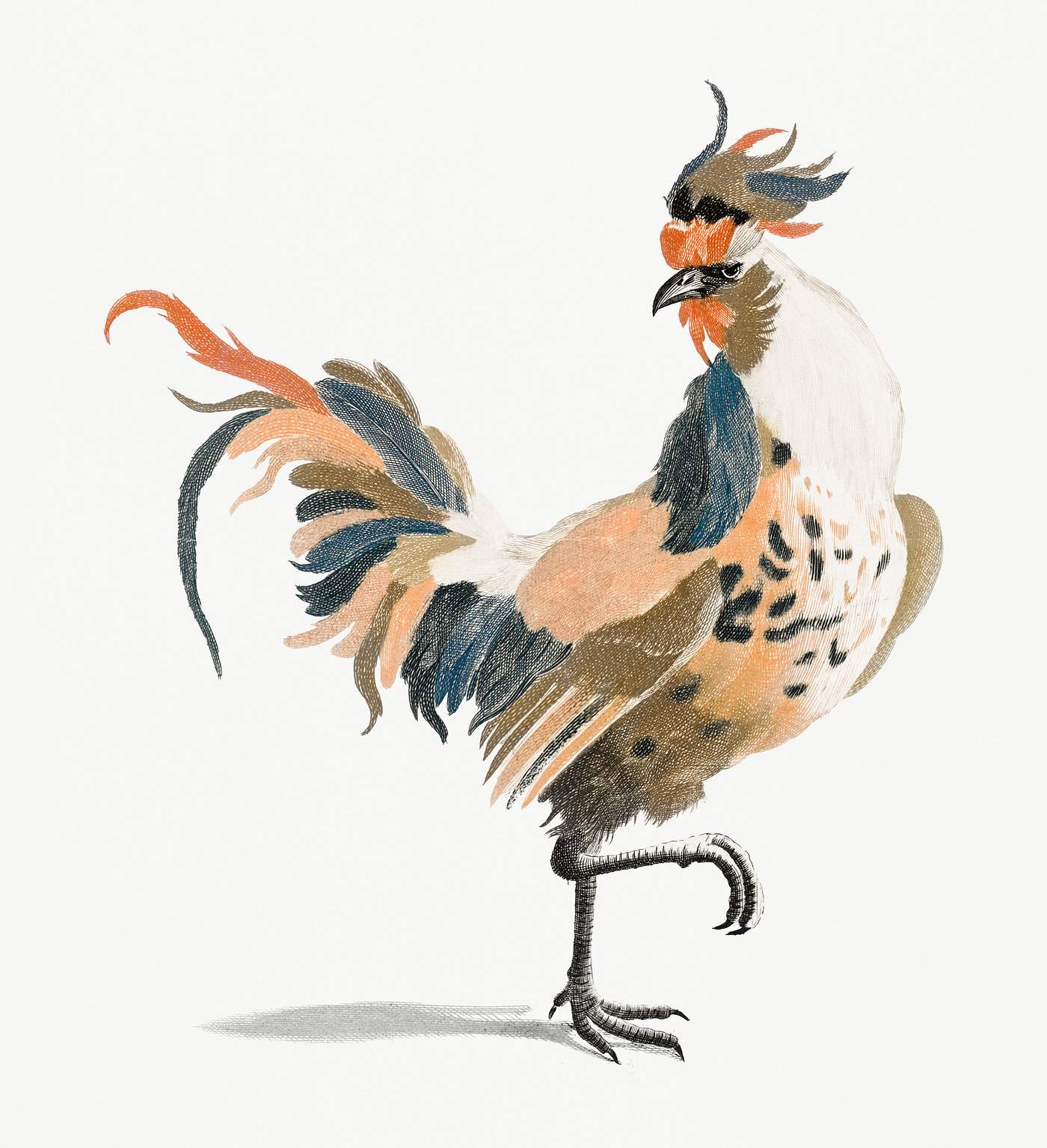 A Cock by Johan Teyler (1648-1709). Original from Rijks Museum. Digitally enhanced by rawpixel. A Cock by Johan Teyler (1648-1709). Original from Rijks Museum. Digitally enhanced by rawpixel.